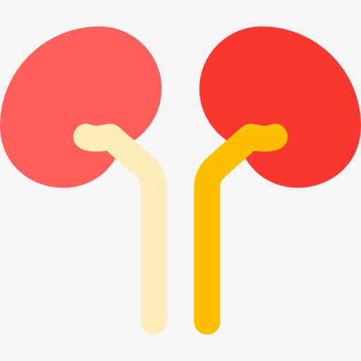 512x512 Two Kidneys, Kidney, Cartoon, Organ Png Image And Clipart For Free