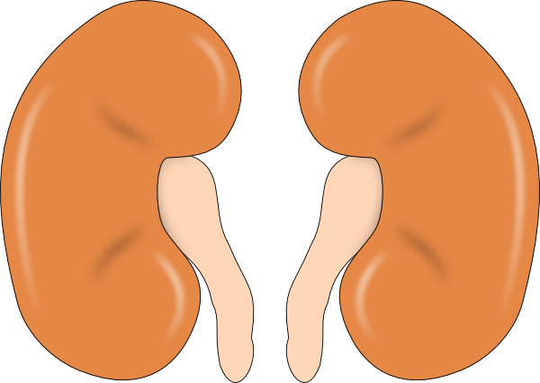 600x425 Two Kidneys Clip Art