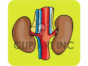 300x225 Kidney.gif Clip Art Clipart Panda