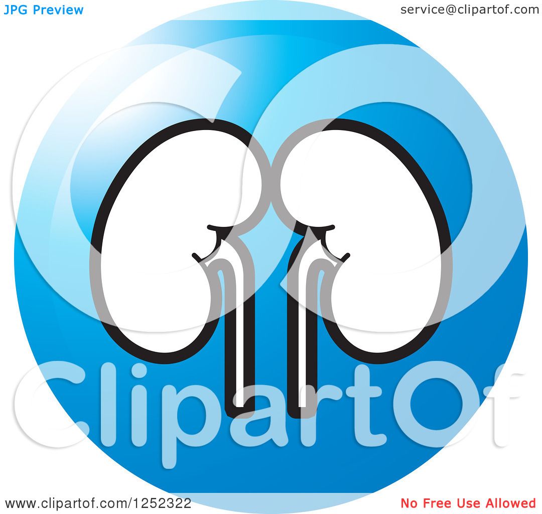 1080x1024 Clipart Of A Blue Kidneys Icon