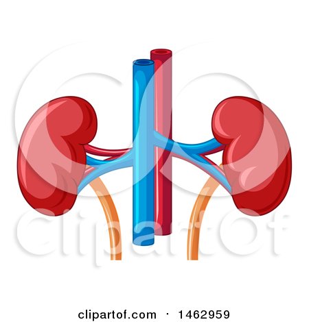 450x470 Clipart Of A Human Kidney