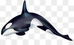 260x160 Killer Whale Png And Psd Free Download