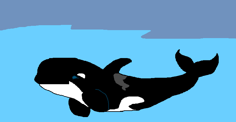 765x397 Type D Killer Whale By Cargirl9
