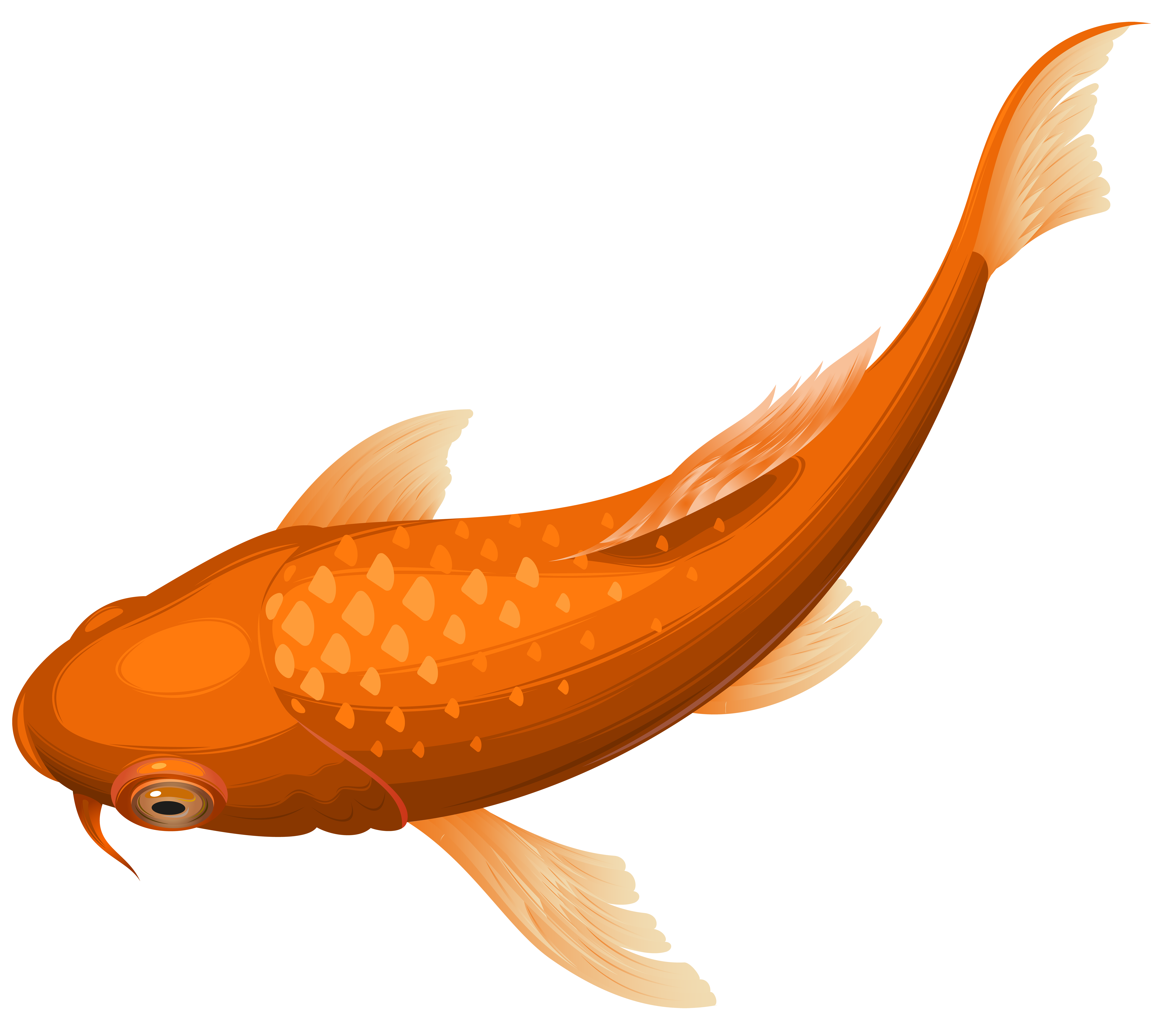 8000x7007 Orange Koi Fish Transparent Clip Art Png Imageu200b Gallery