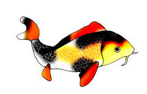 213x137 Colorful Koi Fish Drawings