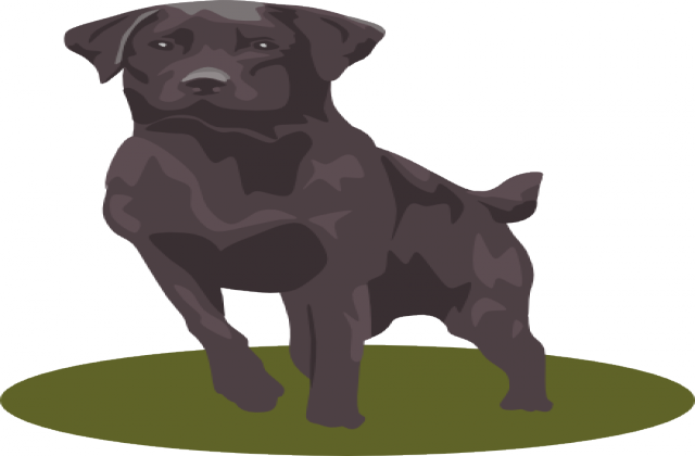 640x420 Black Labrador Retriever Clipart