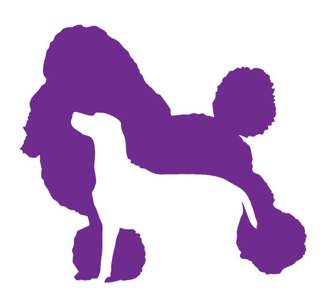 656x584 Charlie The Labradoodle