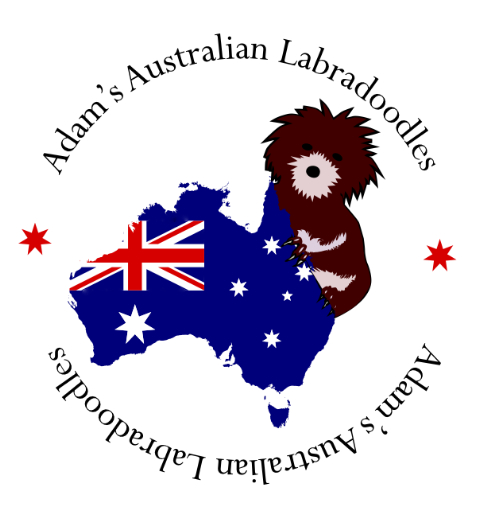 480x519 Australian Labradoodle Puppy Clip Art Cliparts