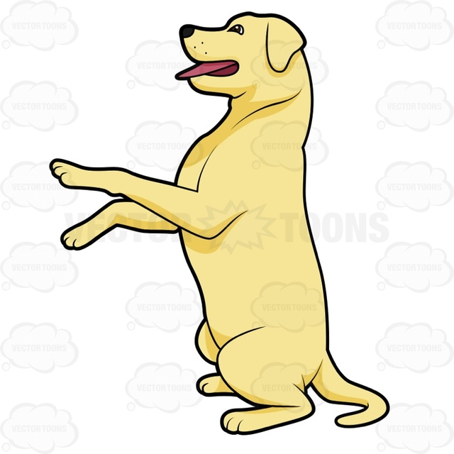 640x640 Yellow Lab Sitting Up With Its Front Paws Off The Ground Cartoon