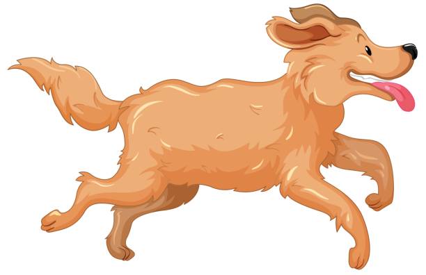 612x396 Collection Of Golden Retriever Running Clipart High Quality