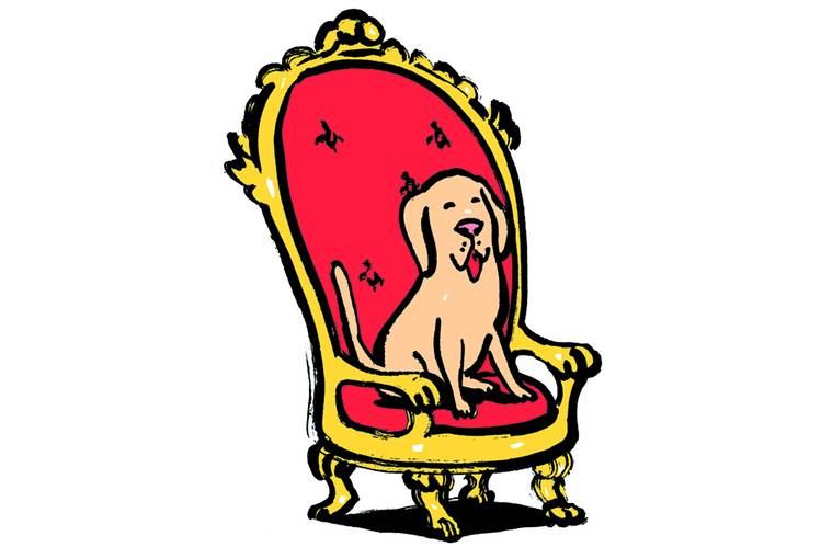 749x499 Labrador Retrievers Are The No. 1 Dog Yet Again