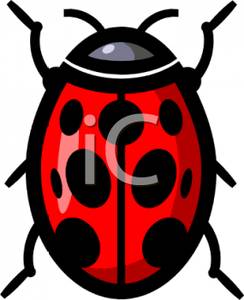 244x300 Overhead View Of A Ladybug Clipart Picture