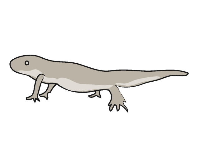 640x480 Gecko Clip Art Animals Illustration Free Material