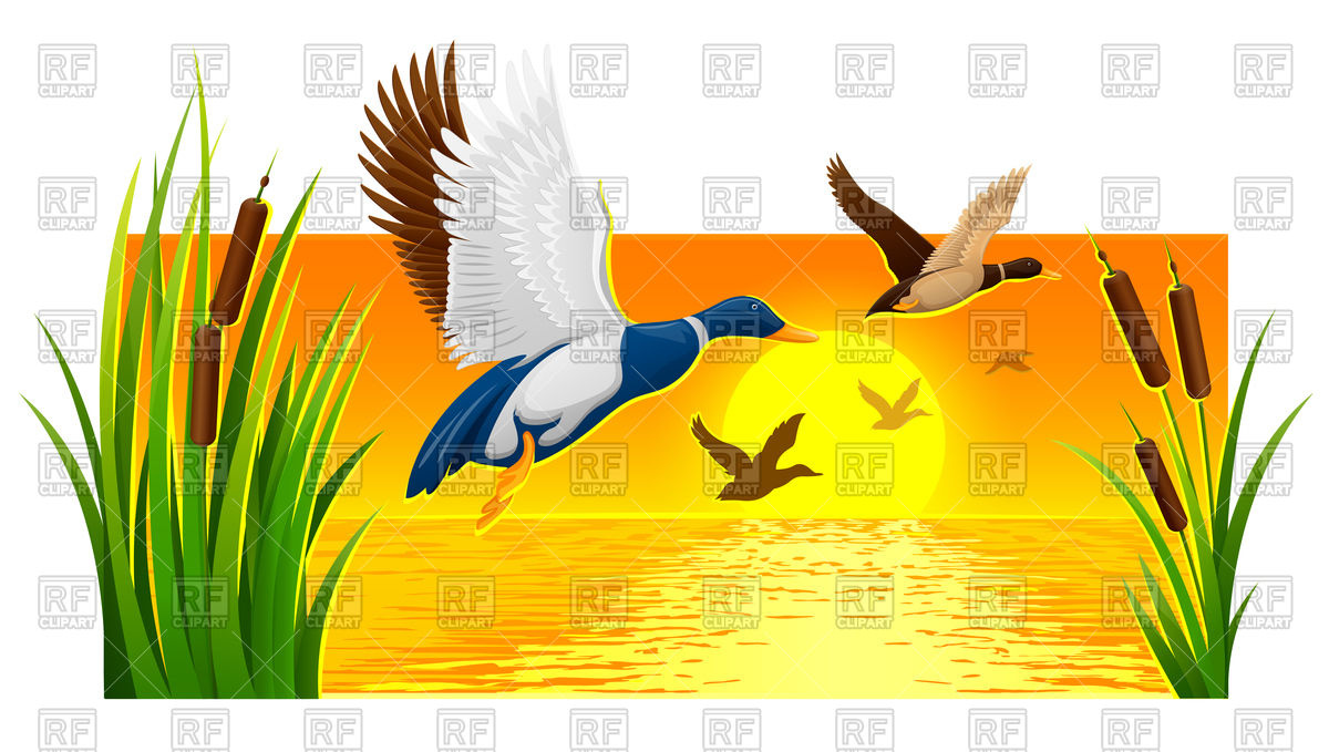 1200x679 Wild Ducks Soaring And Sunset