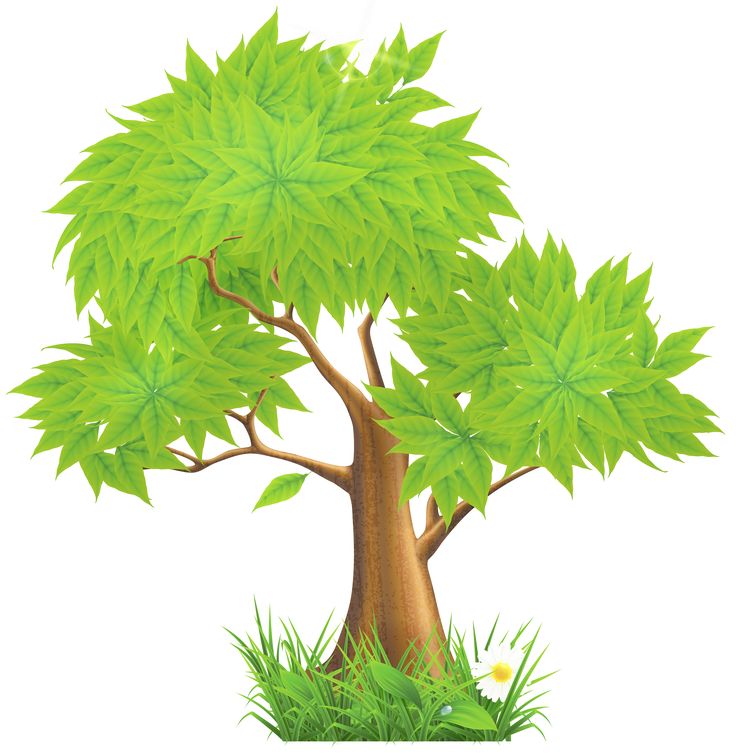 736x753 73 Best Tree Images On Clip Art, Illustrations