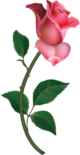 311x600 Large Pink Rose Bud Painting Png Clipart Great Artist Collection