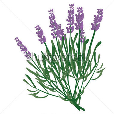 380x380 Collection Of Lavender Plant Clipart High Quality, Free