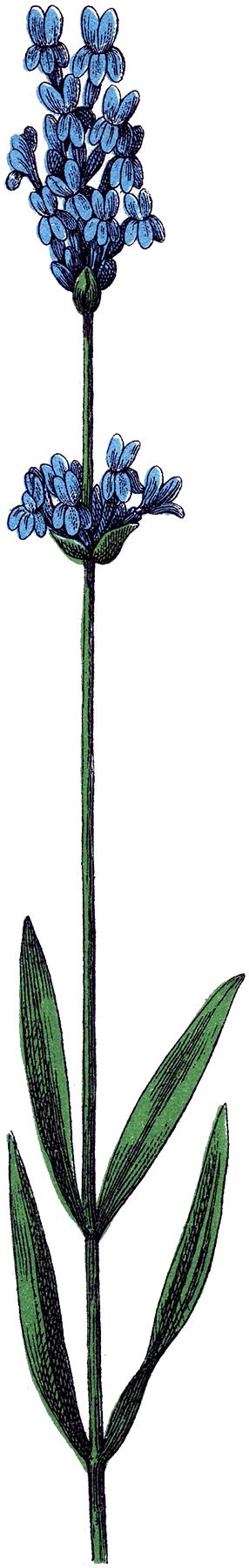 286x1800 Lavender Flower Clip Art Lavanda