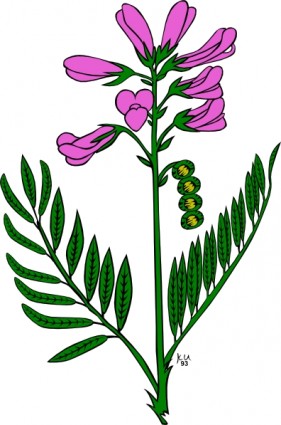 281x425 Lavender Flower Clip Art Free Clipart Panda