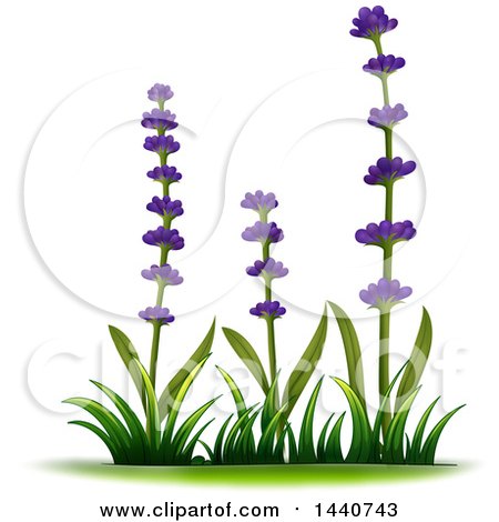 450x470 Royalty Free (Rf) Lavender Clipart, Illustrations, Vector Graphics