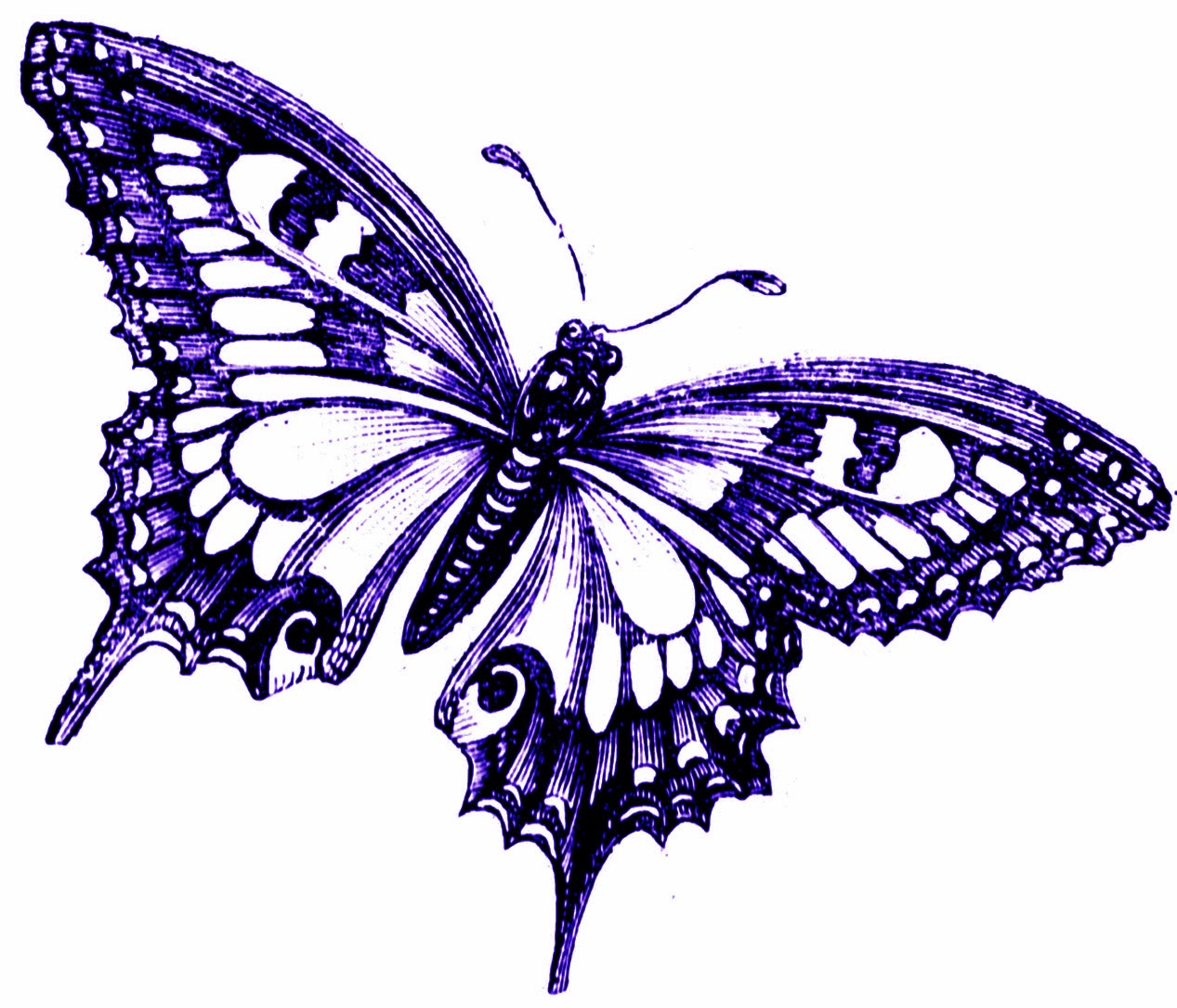 1267x1086 Butterfly Clipart Lavender