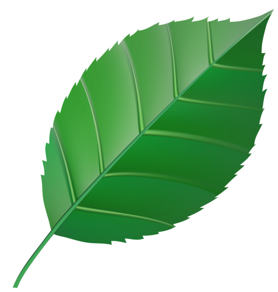 571x600 Green Leaf Transparent Clip Art Imageu200b Gallery Yopriceville