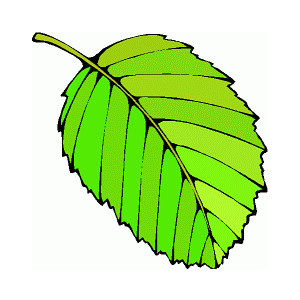 300x300 Leaves Grape Leaf Clip Art Free Vector In Open Office Drawing Svg