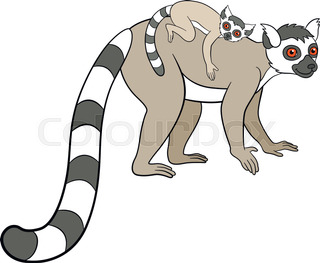 320x263 Vector Illustration Of Lemur Stock Vector Colourbox