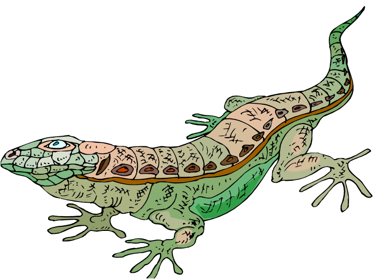 750x551 Gecko Clipart