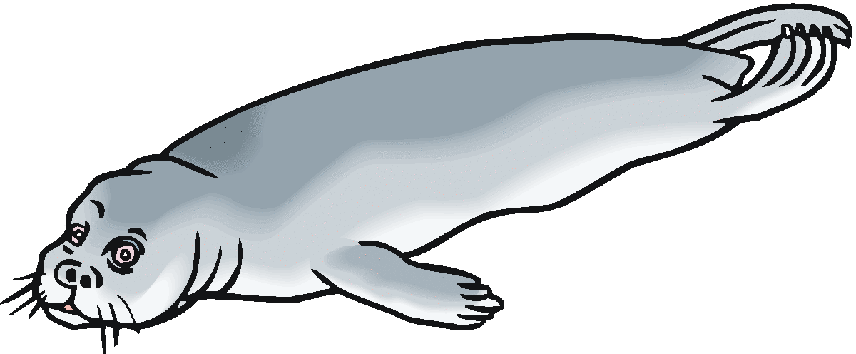 1200x496 Leopard Seal Clipart