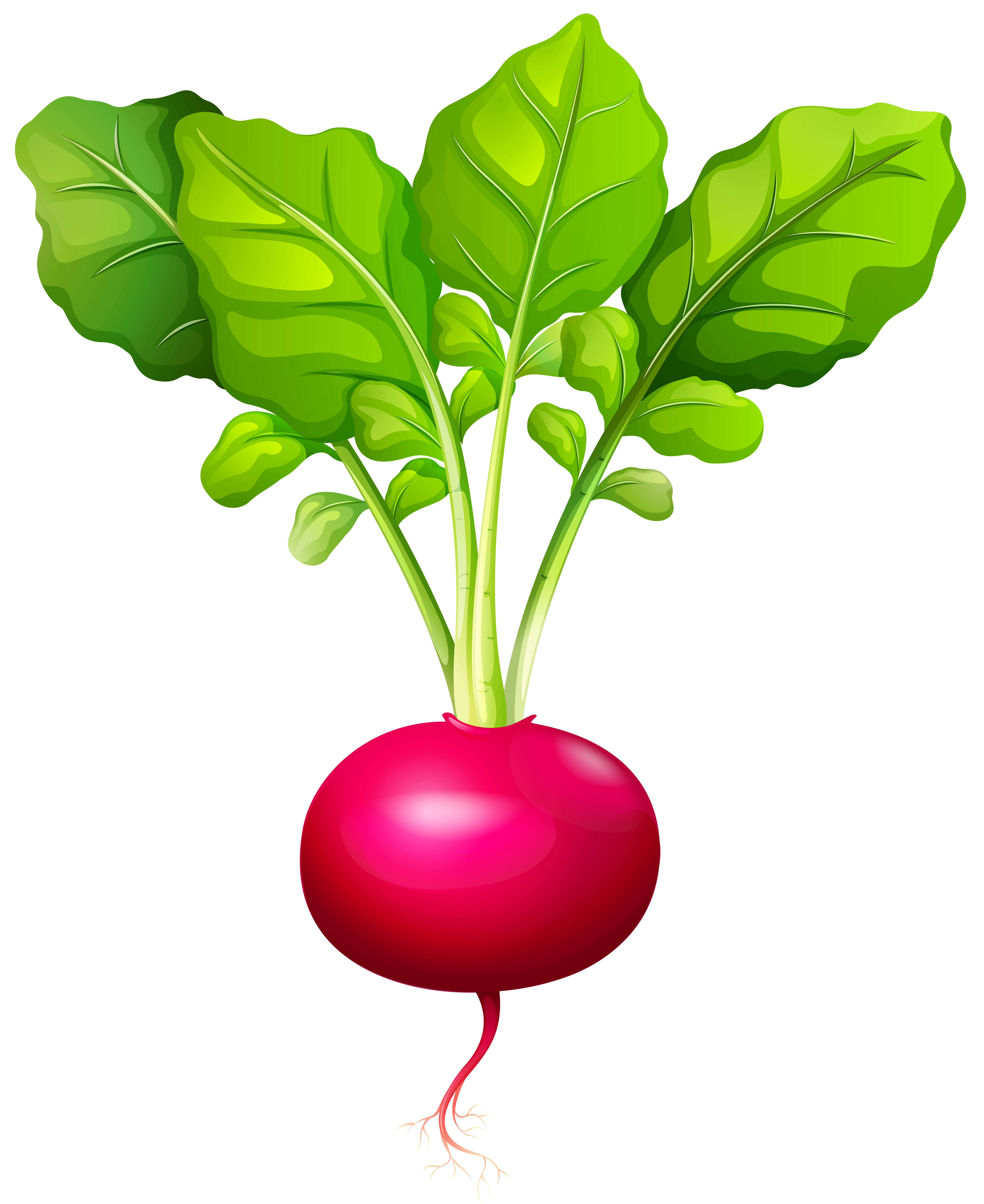 6538x8000 Radish Png Clip Art