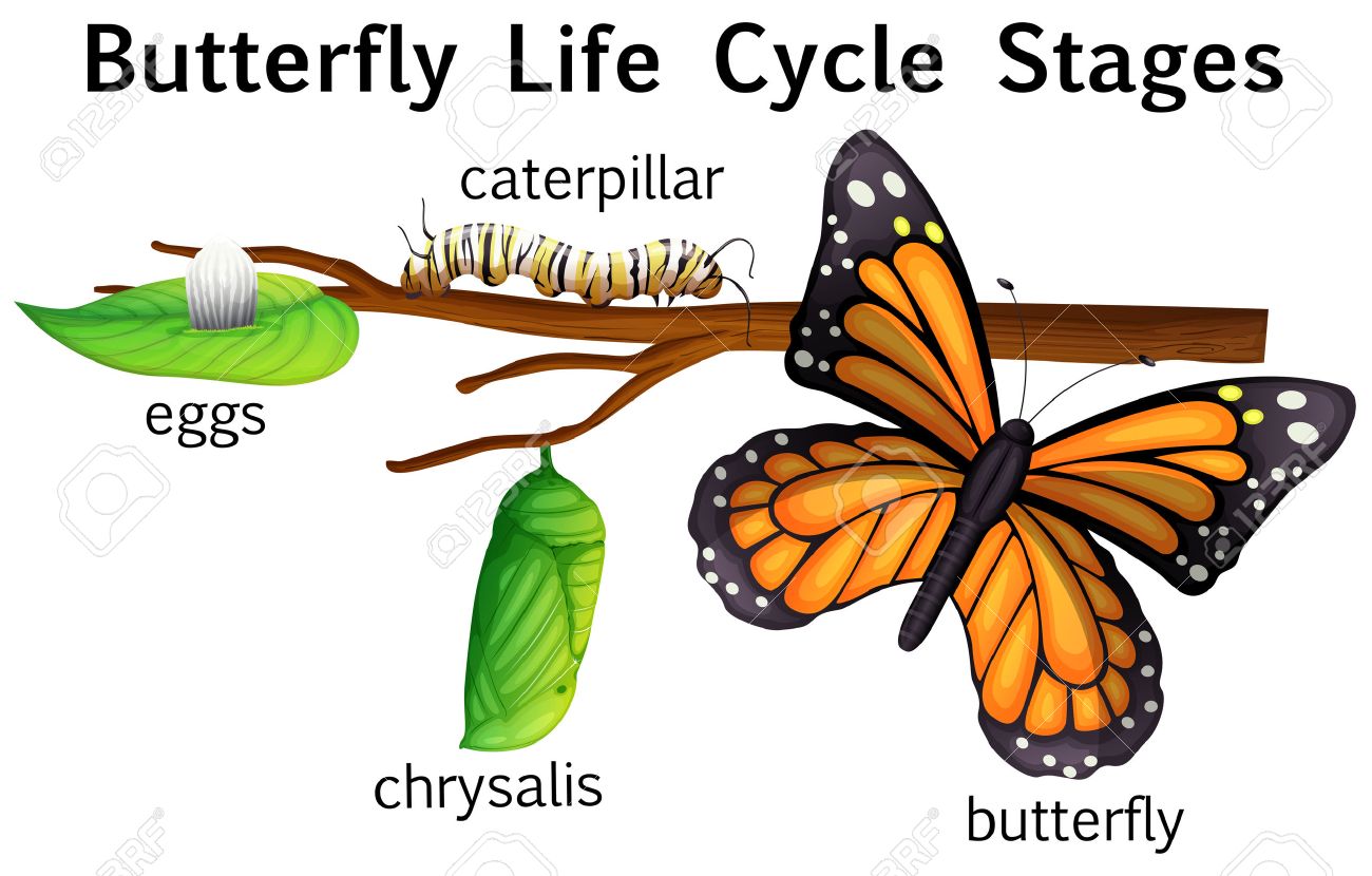 1300x830 Butterfly Cycle Clipart Life Free Clip Art By Kari Bolt Tpt