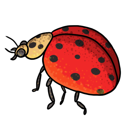 500x500 Free Ladybug Clip Art 15