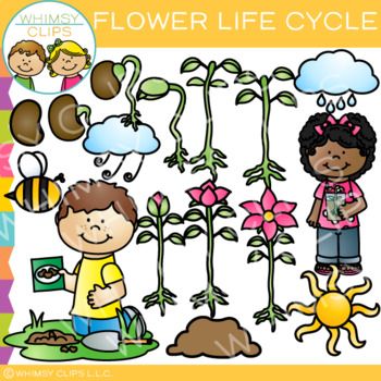 350x350 Flower Life Cycle Clip Art Kindergarten And Teacher
