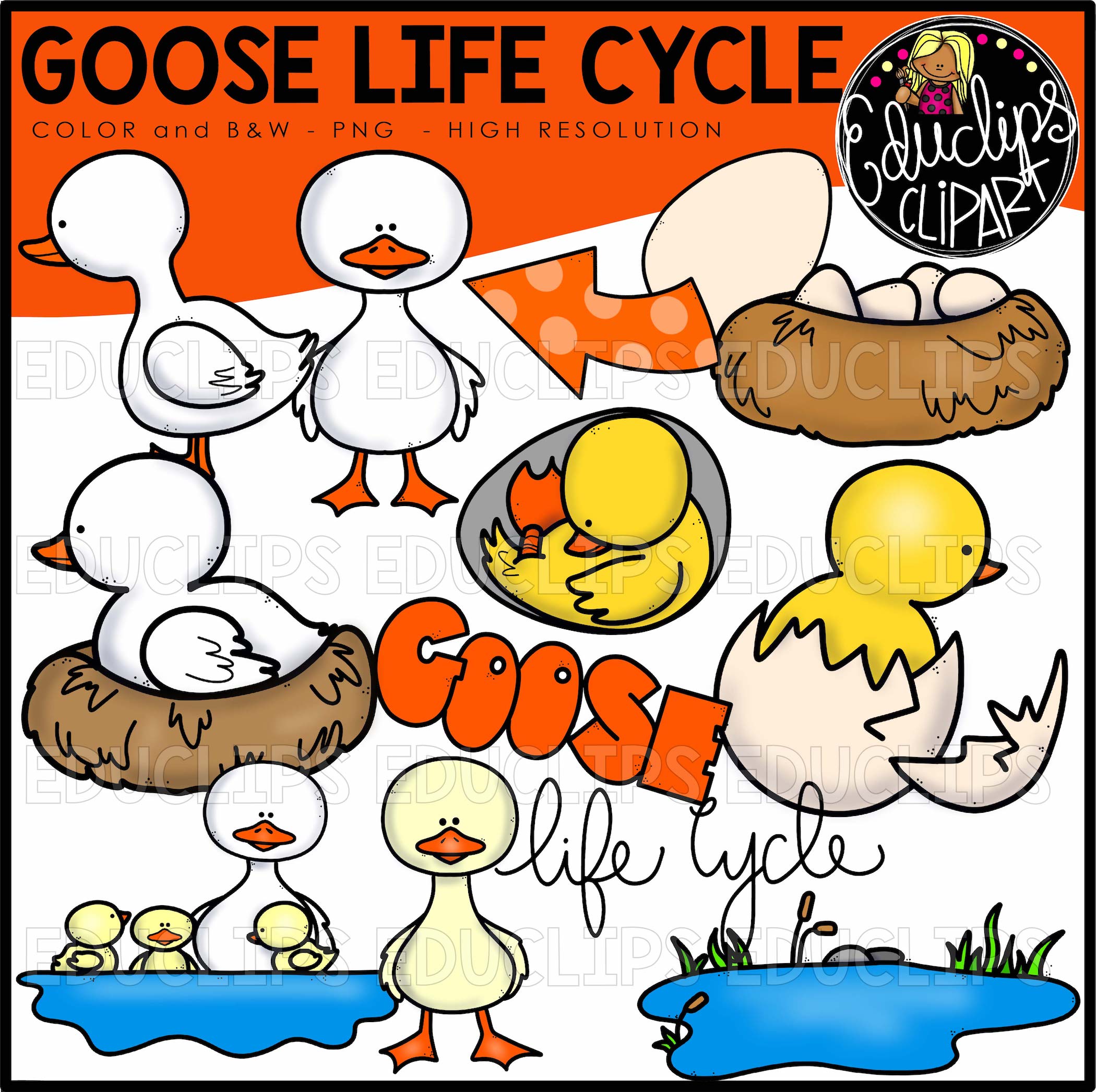 2100x2093 Goose Life Cycle Clip Art Bundle (Color And Bampw)