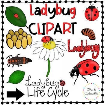 350x350 Ladybug Life Cycle Clip Art {Personal And Commercial Use}