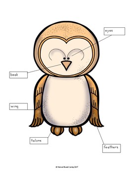 270x350 Life Cycle Of A Barn Owl By Natural Beach Living Tpt