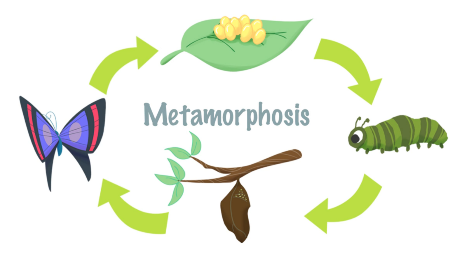 1600x877 Mini Lesson Plan Metamorphosis Littlelives