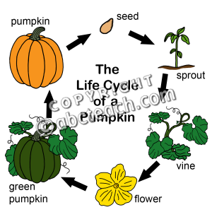 300x300 Pumpkin Life Cycle