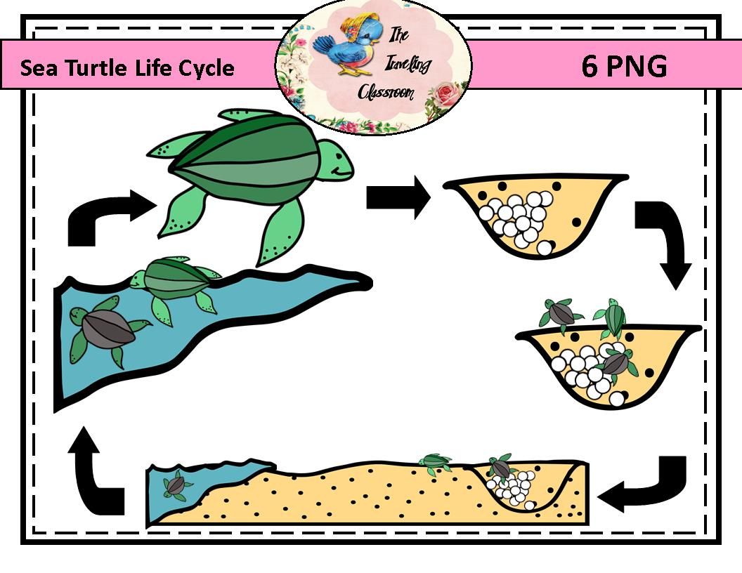 1056x816 Sea Turtle Life Cycle Clip Art (Commercial Use) Clip Art, Turtle