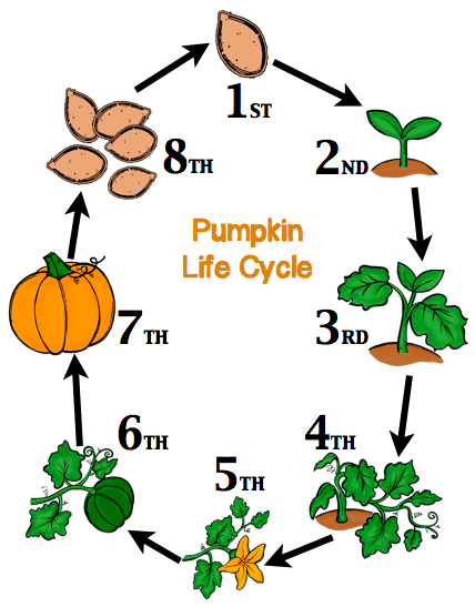 428x547 Using This As Inspiration For A Wearable Project For The Science