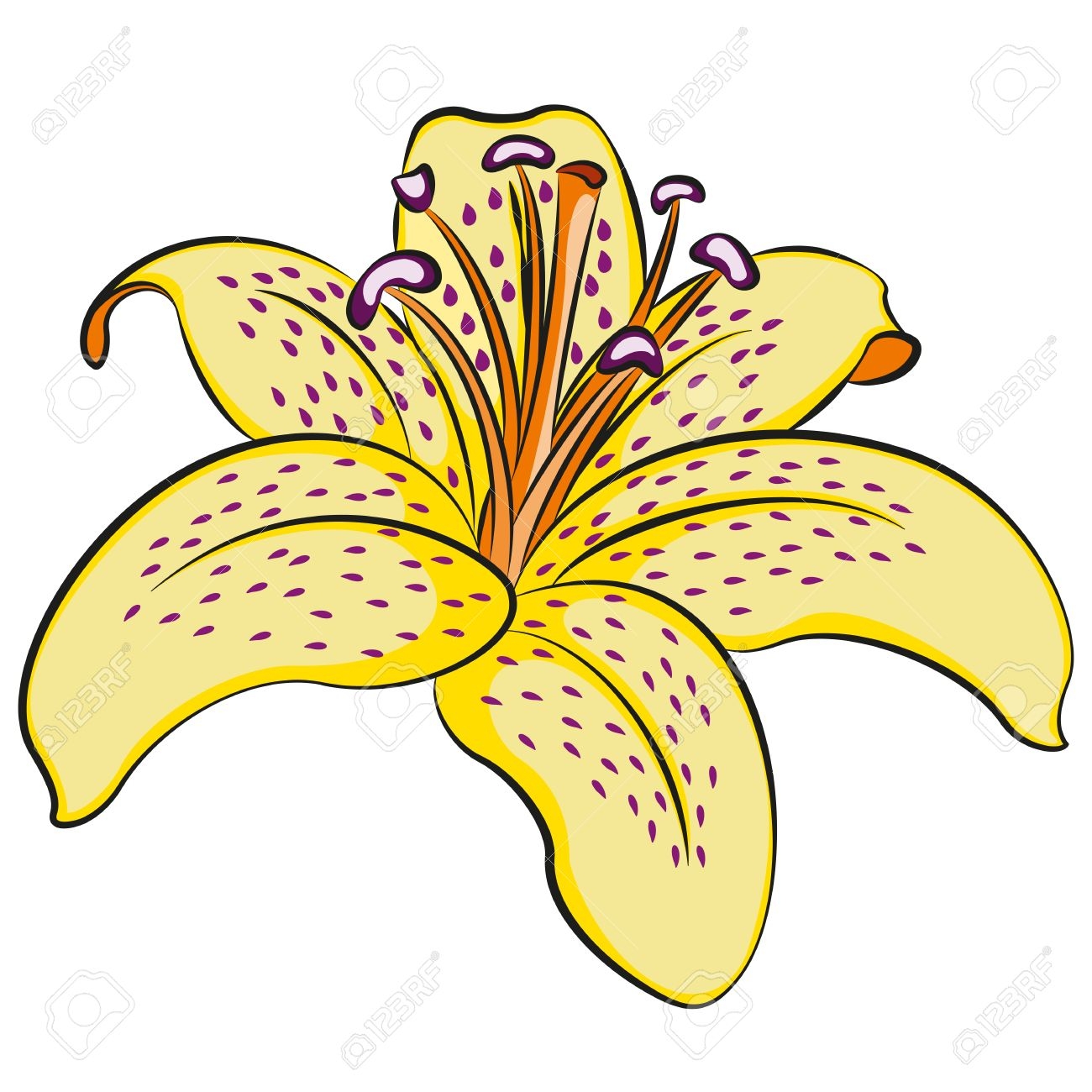 1300x1300 Fresh Lily Clipart Collection