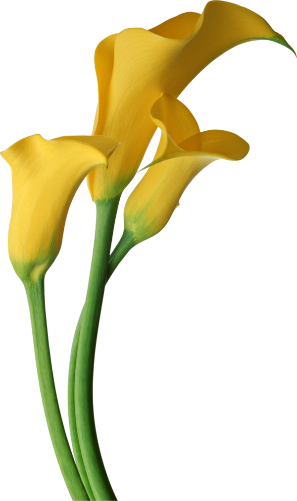 600x1012 Image Of Calla Lily Clipart