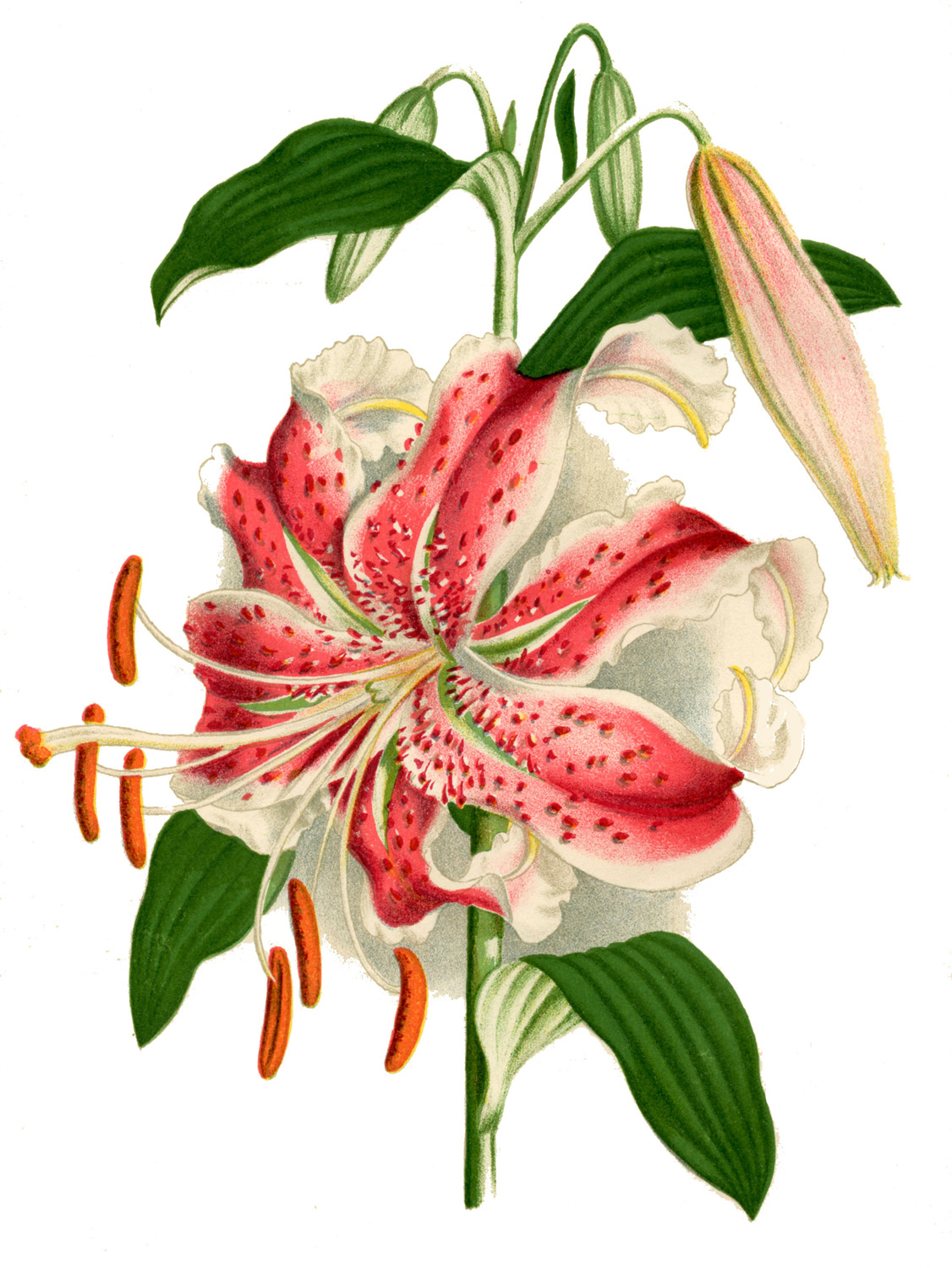 1126x1500 Stargazer Lily Free Clipart
