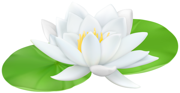 600x310 Water Lily Transparent Png Clip Art Imageu200b Gallery Yopriceville