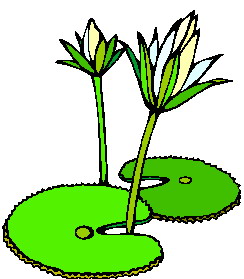 244x279 Water Lily Clip Art Clipart Panda