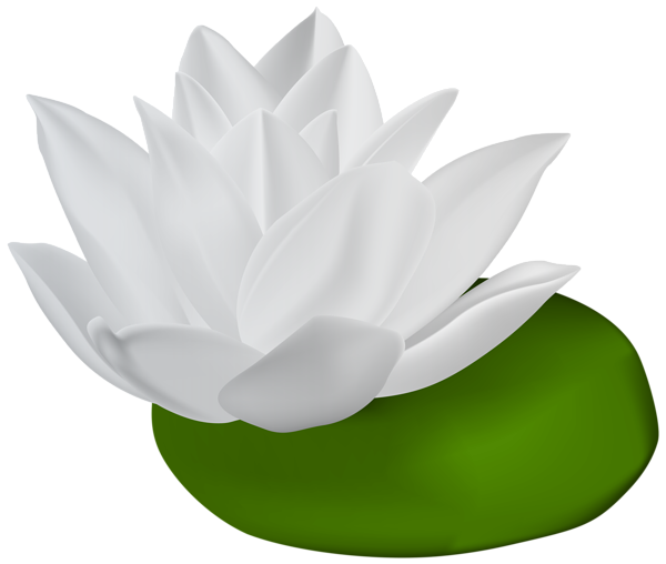 600x508 White Water Lily Transparent Png Clip Art Imageu200b Gallery