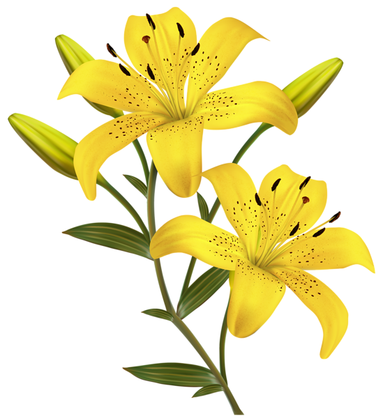 549x600 Yellow Lilies Png Clipart Image Travel Around Etsy And Not Just