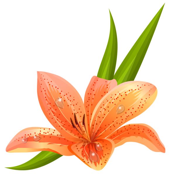 584x600 Flower Clip Art Lily Gardening And Vegetables Gif