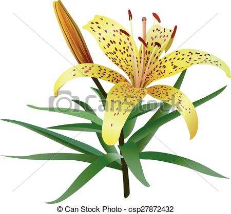 450x418 Photorealistic Illustration Of Yellow Tiger Lily Isolated